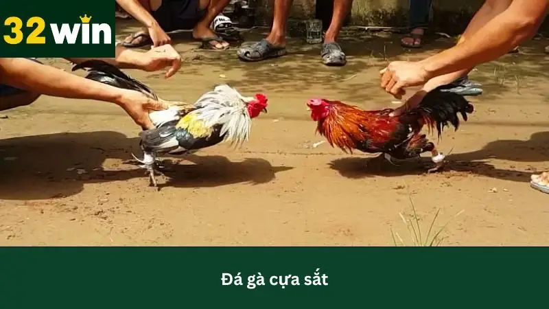 Hình thức đá gà cựa sắt nhận được nhiều sự quan tâm