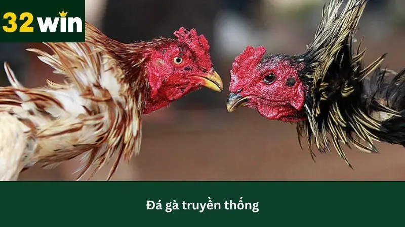 Tìm hiểu về đá gà truyền thống tại nhà cái 32Win