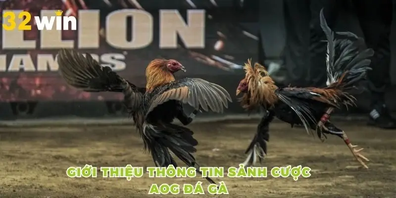 Giới thiệu thông tin sảnh cược AOG đá gà
