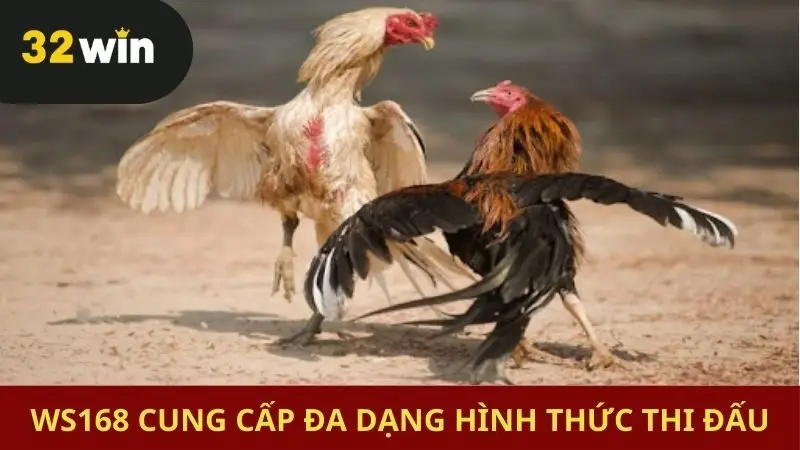 Sảnh Ws168 phục vụ nhiều hình thức chọi kê