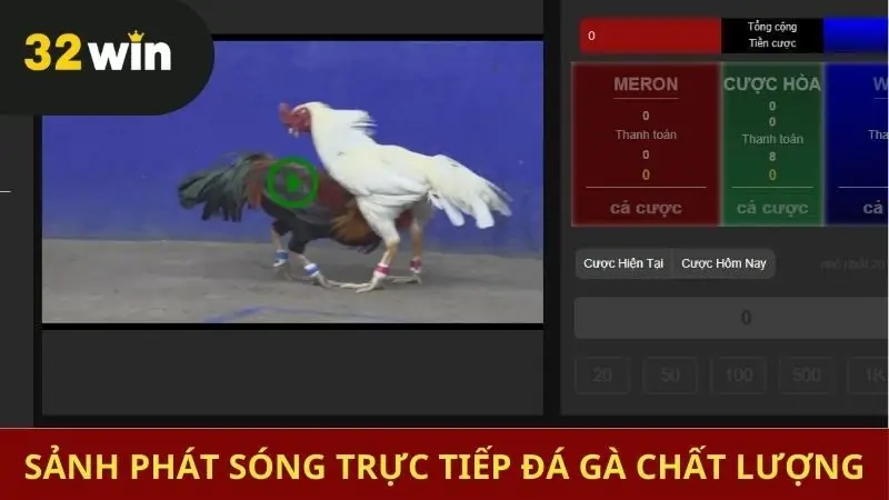 Các trận đá gà phát trực tiếp hấp dẫn
