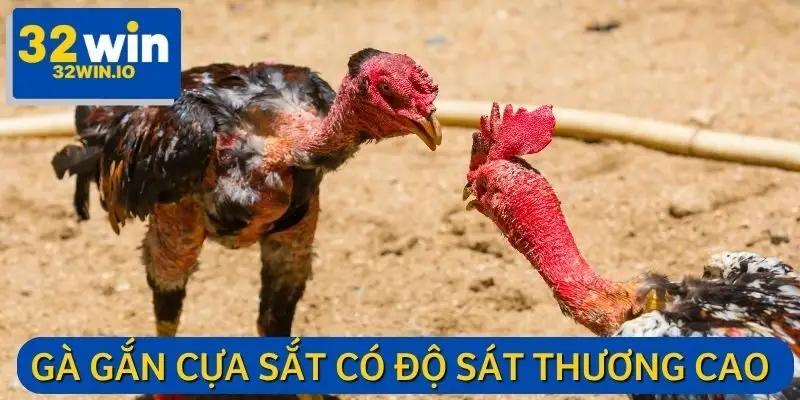 Thi đấu cựa sắt khiến bộ môn đá gà trở nên hấp dẫn hơn