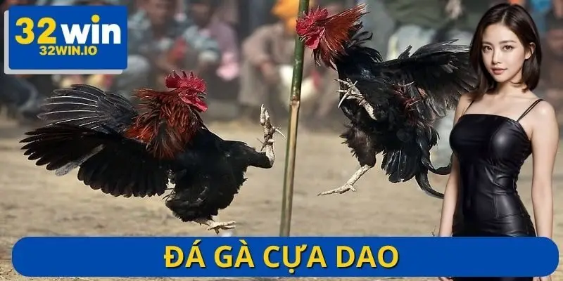 Đá gà cựa dao